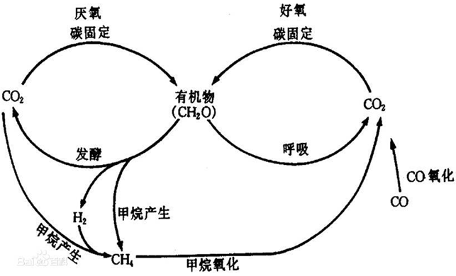碳循环图 碳循环图