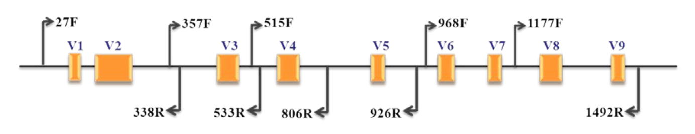 16S rRNA 引物模式图 16S rRNA 引物模式图