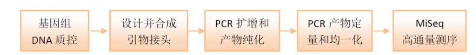 流程图，实验方法，流程