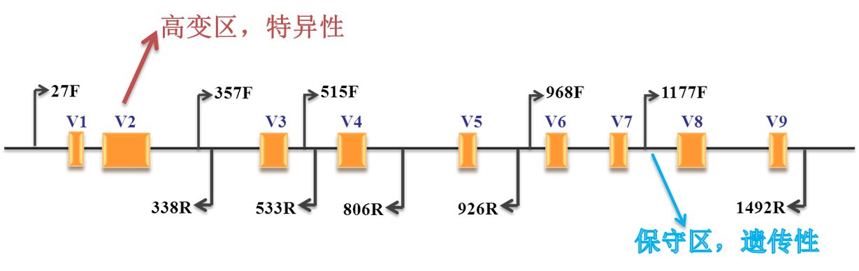 实验对象，16S，高变区域