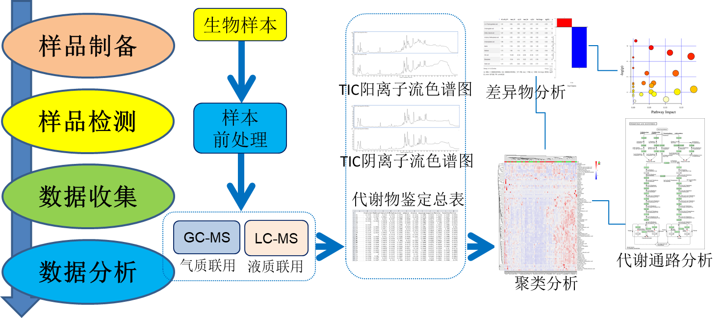 实验方法，流程，数据分析