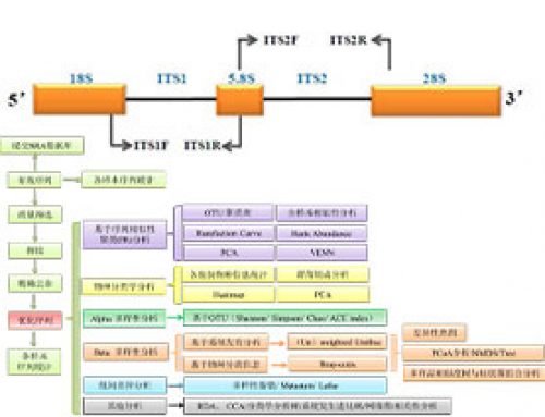 真菌 ITS 18S